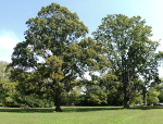 Trees in the picnic area at East Fork Recreation Area.