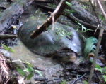 This snapping turtle looked like he weighed 60 pounds or more..