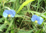 Little blue flowers at Sellars Farm.