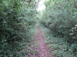 Trail of Tears segment at Old Jefferson