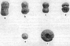 East Nashville Mounds: ceramic earplugs a-d, ceramic bead, e, ceramic sphere, f